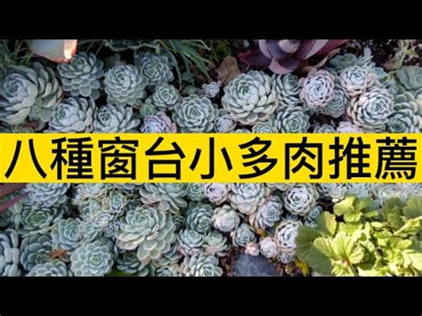 適合窗台的植物